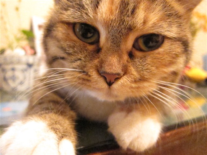 猫咪
